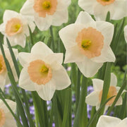 Peach Daffodil Seeds