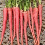 Pink Carrot Seeds