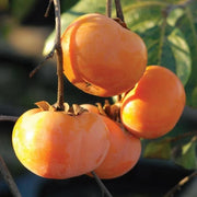 Japanese Persimmon Seeds