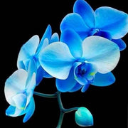 Sky Blue White Phalaenopsis Orchid Seeds