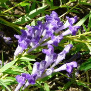 Mad Dog Skullcap Seeds