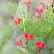 Cypress Vine Ipomoea Quamoclit Seeds