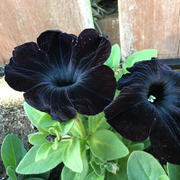 Black Velvet Petunia Seeds