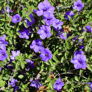 Drought Tolerant Wildflower Purple Desert Seeds