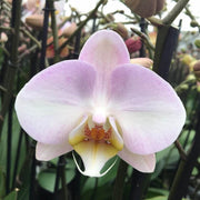 Baby Pink Orchid Seeds