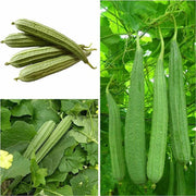 Angled Muop Khia Luffa Seeds