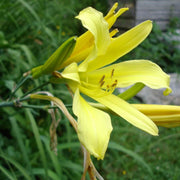 Hemerocallis citrina Baroni Daylily Seeds