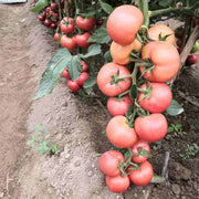Thick Pink Tomato Seeds