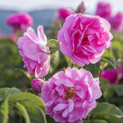 Pink Damascus Rose Seeds
