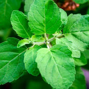 Ocimum Sanctum Holy Basil - Herbal Seeds