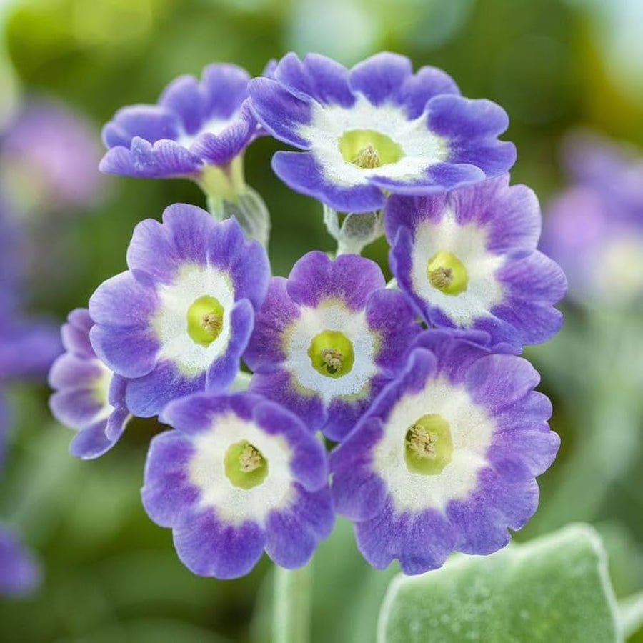 Perennial Primula Seeds