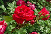 Climbing Red Cascade Rose Seeds