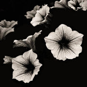Petunia Seeds, Black and White
