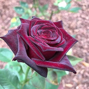 Marron Rose Seeds