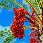 Phoenix Canariensis Seeds