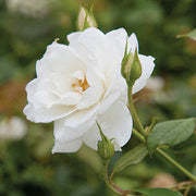 White Perennial Rose Seeds