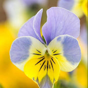 Bi-Color Viola Miniola Aqua Herz Seeds