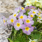 Perennial Primula Seeds
