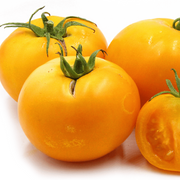 Yellow Giant Belgium Tomato Seeds