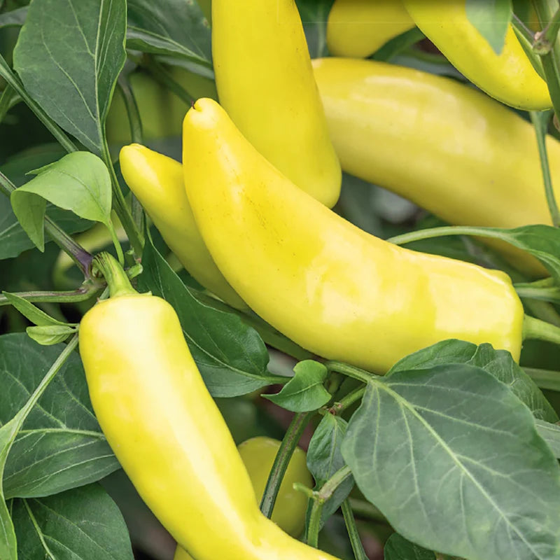 Hungarian Seeds, Capsicum annuum