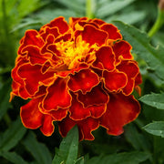 French Durango Flame Marigold Seeds
