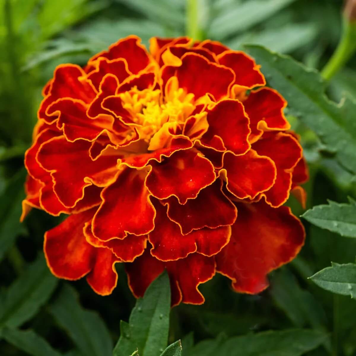 Rich Velvety Mahogany Marigold Seeds