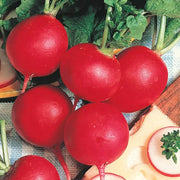 German Giant Radish Seeds
