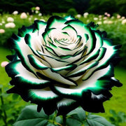 White Green Rose Seeds