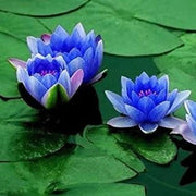 Lotus Seeds - for Home Gardens Seeds