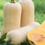 Waltham Butternut Squash Seeds