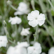 Coronaria Alba Lychnis Seeds