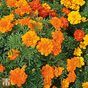 Durango Tangerine Marigold Seeds