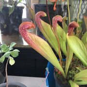 Parrot Pitcher Seeds