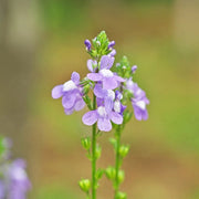 Blue Linaria Canadensis Toadflax Seeds