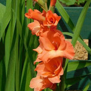Orange Gladiolus Seeds