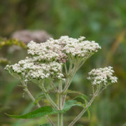 Boneset Seeds, Eupatorium Perfoliatum