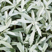 Silver Sagebrush Seeds, Herbal
