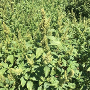 Hardy Amaranthus Seeds