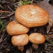 Milkcap Mushroom Seeds