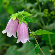 Lavender Campanula Bellflower Seeds