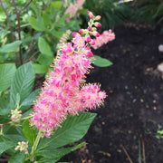 Pink Summersweet Seeds