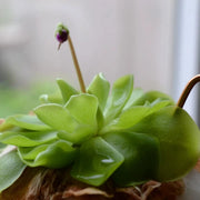 Mexican Butterwort Seeds