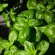 Dolce Fresca Ocimum Basilicum Basil Seeds, Herbal