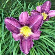 Blue Hemerocallis Daylily Seeds