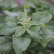 Green Viridis Amaranth Seeds