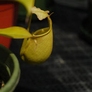 Fanged Pitcher Seeds