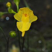 Floating Aquatic Bladderwort Seeds