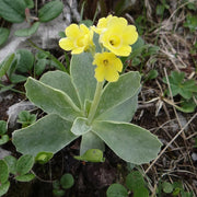 Auricula Primula Seeds