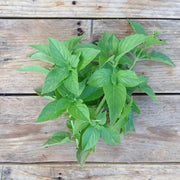 Mrs. Burns' Lemon Basil Seeds, Herbal
