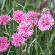 Pink Cornflower Seeds